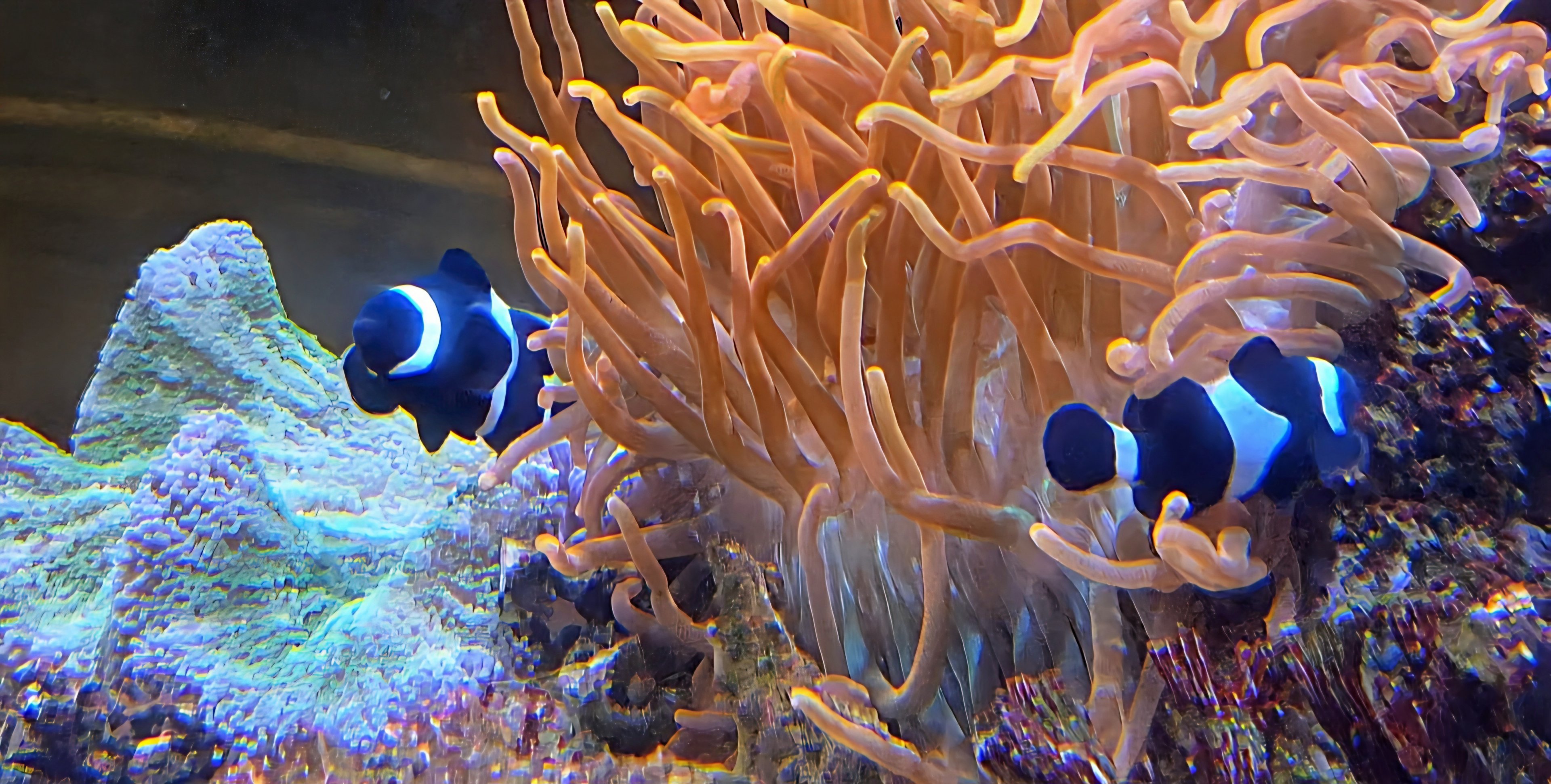 Ocellaris Clownfish-Cameron Park Zoo