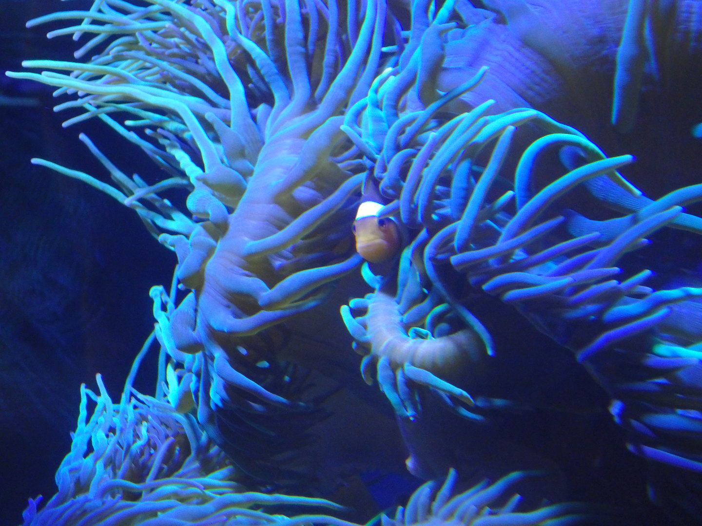 Ocellaris clownfish in anemone