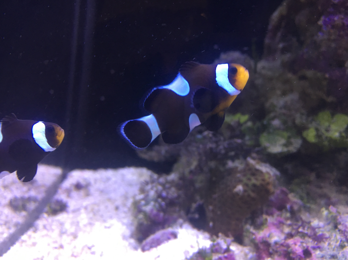 Ocellaris Clownfish morph (Amphiprion ocellaris var.) - 2018