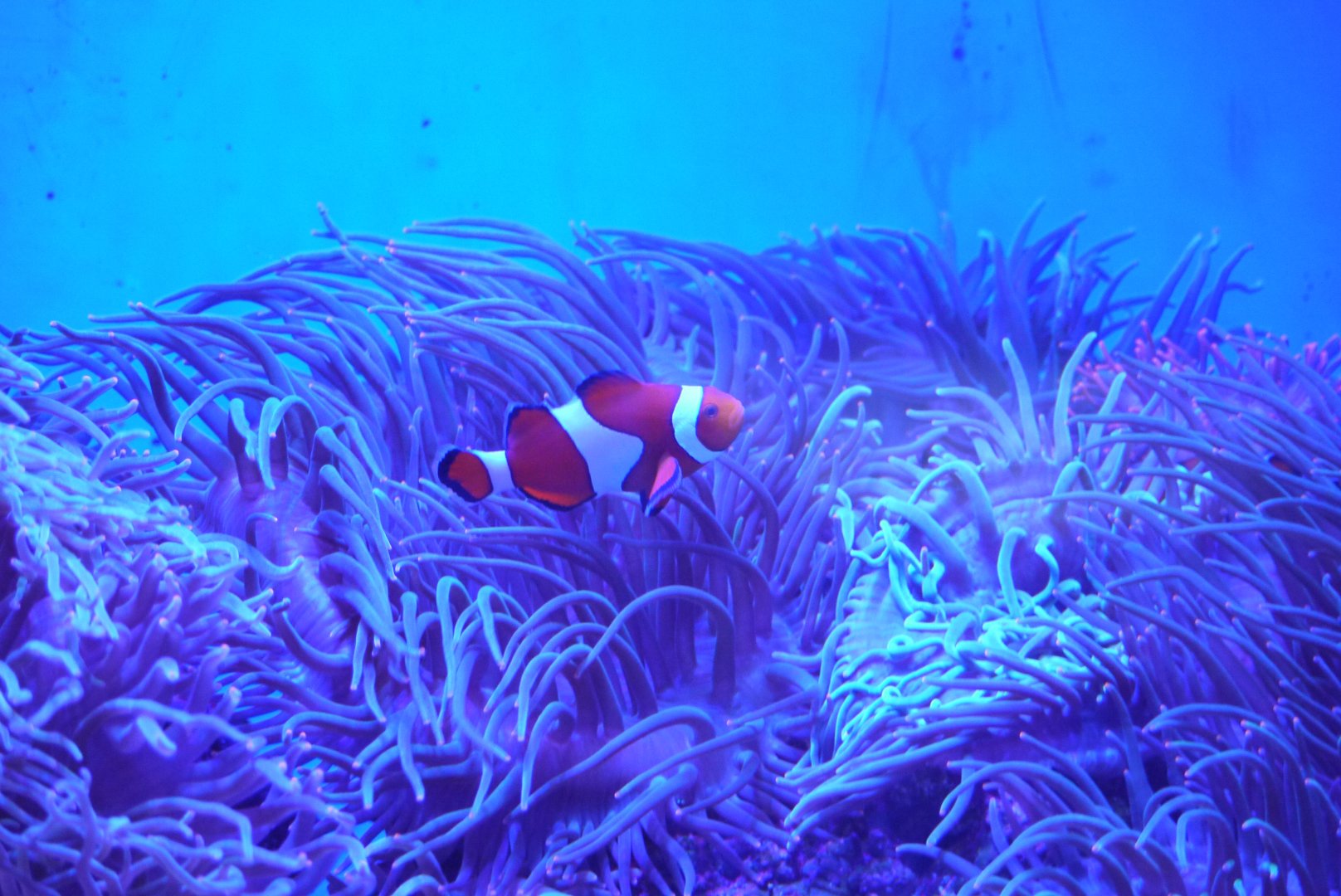 Ocellaris Clownfish