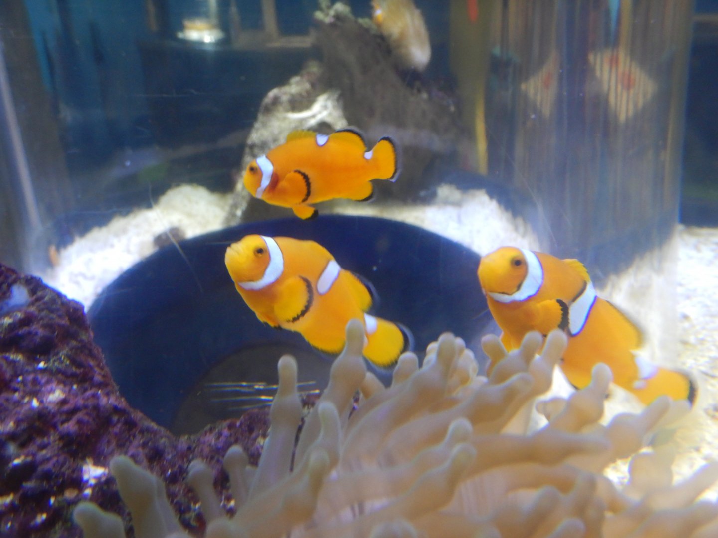 Ocellaris Clownfish