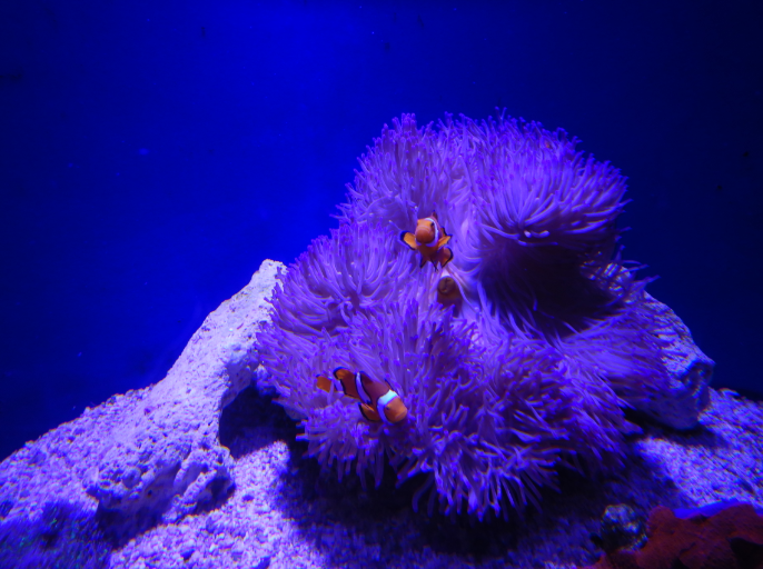Ocellaris Clownfish