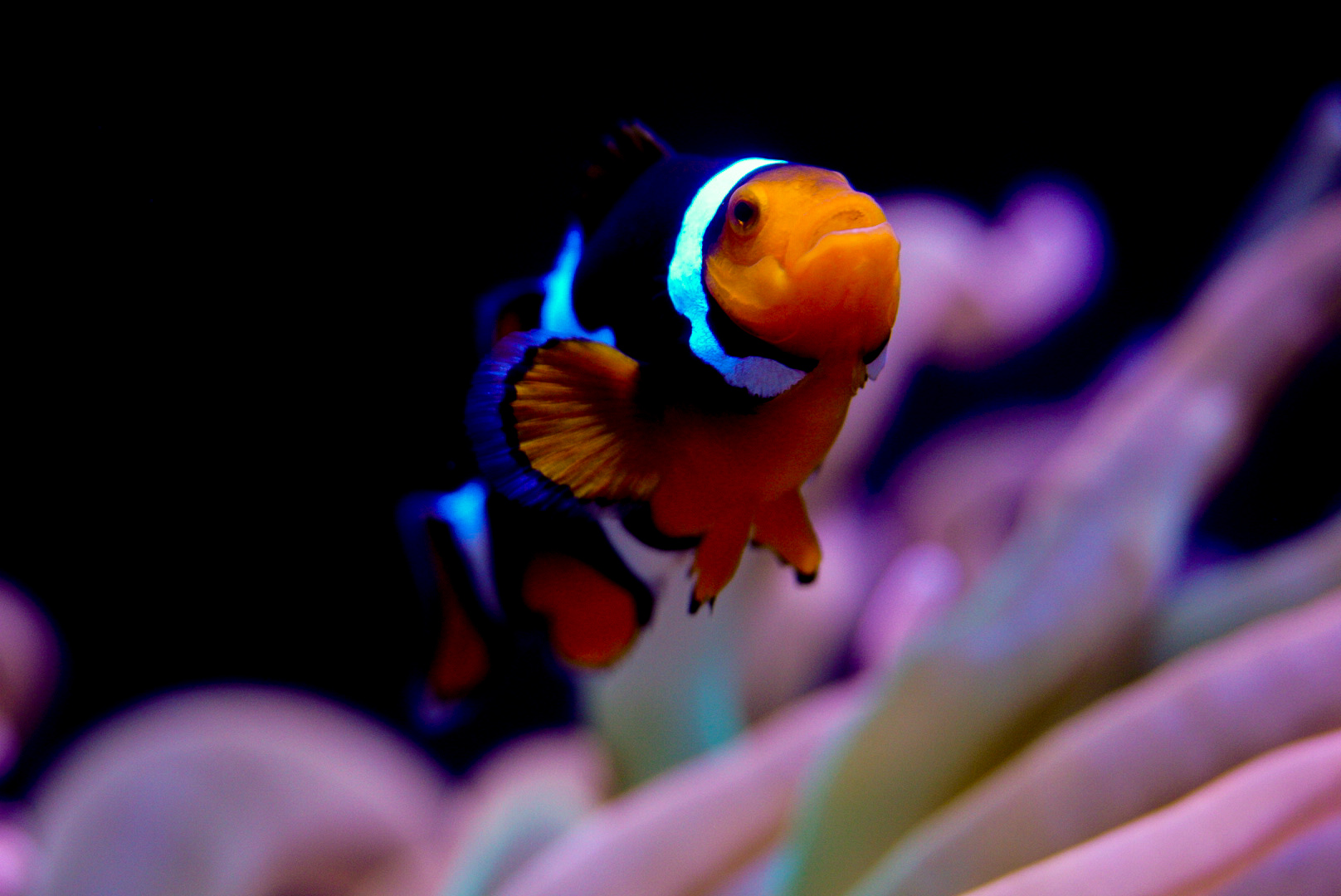 Ocellaris Clownfish