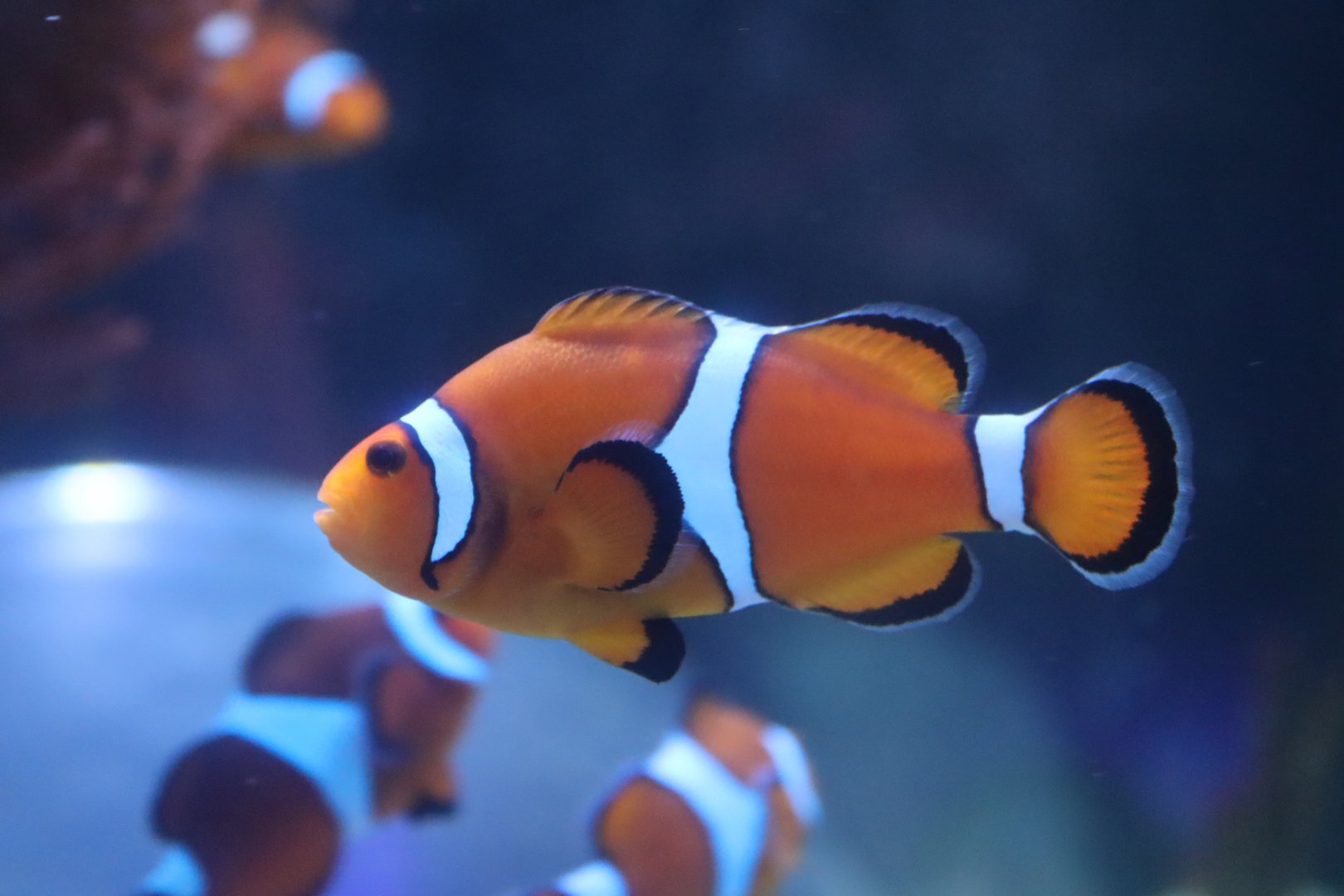 Ocellaris Clownfish