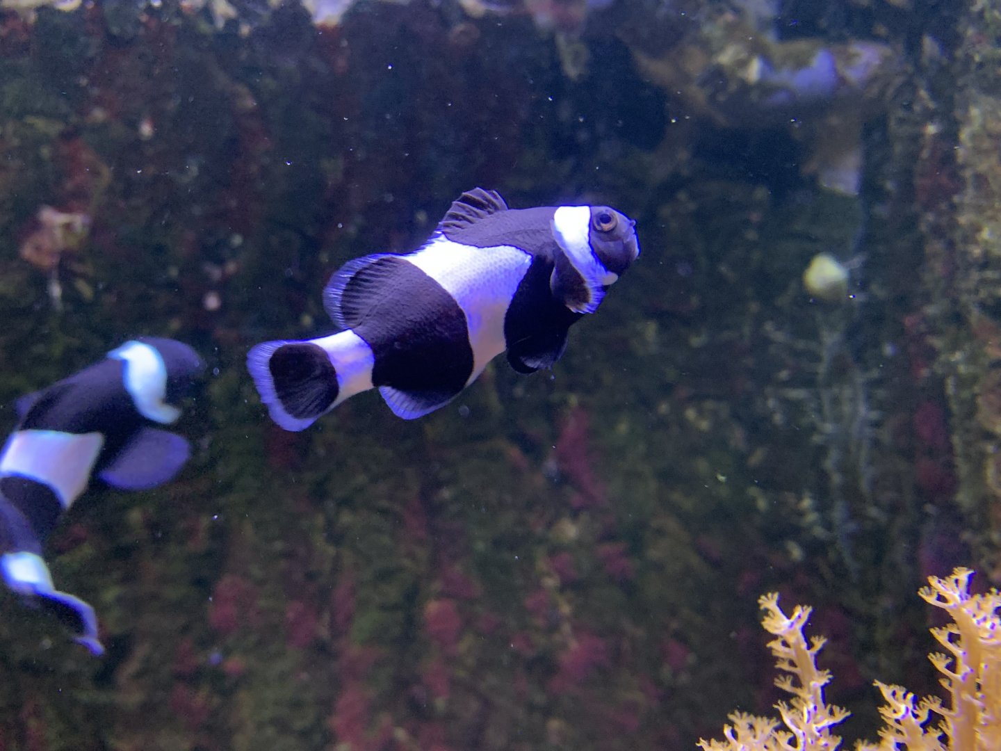 Ocellaris clownfish