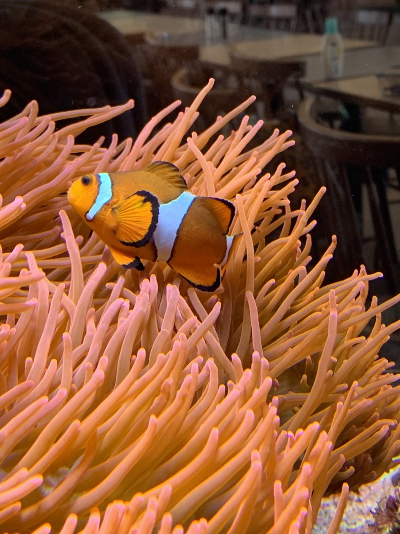 Ocellaris clownfish