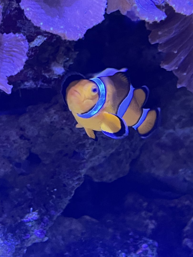 Ocellaris Clownfish