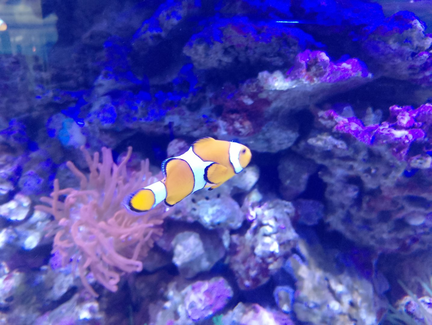 Ocellaris clownfish