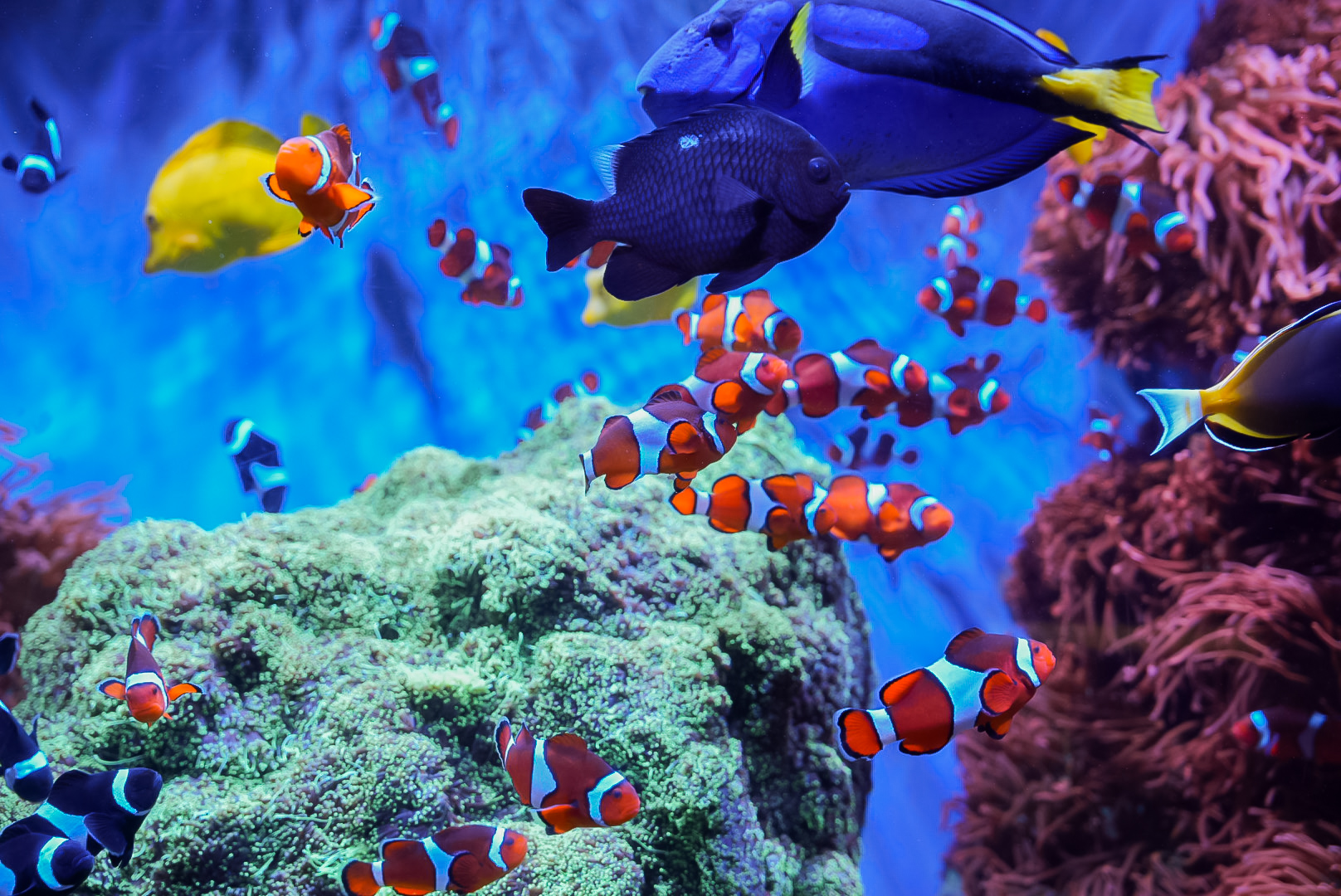 Ocellaris Clownfishes (and other reef fish)