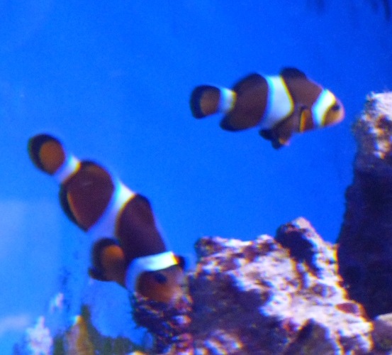 Ocellaris or percula?