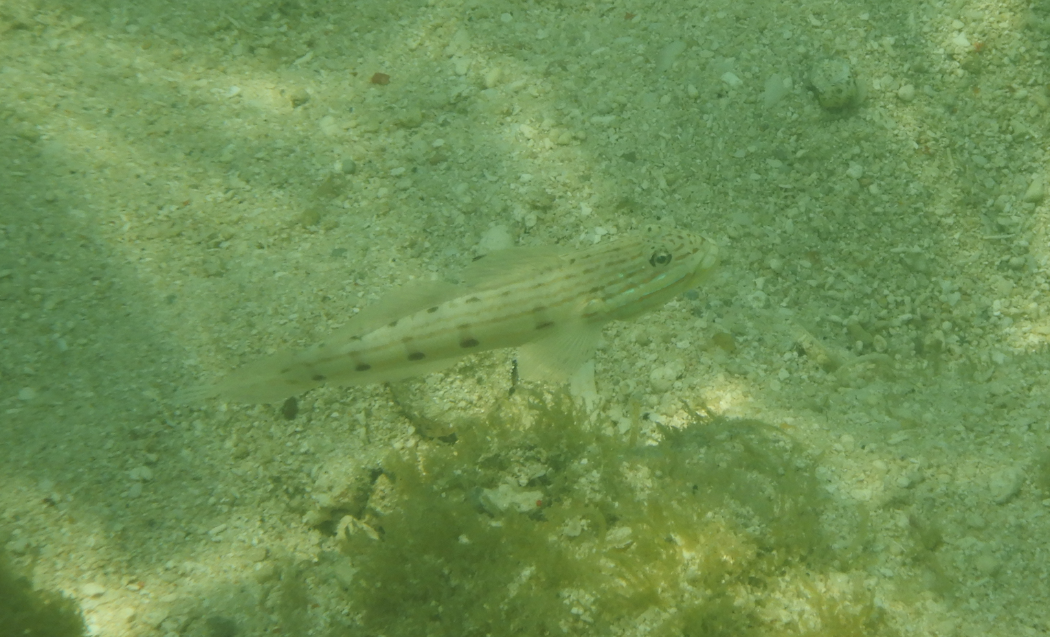 Ocellate Glidergoby (Valenciennea longipinnis) - Green Island