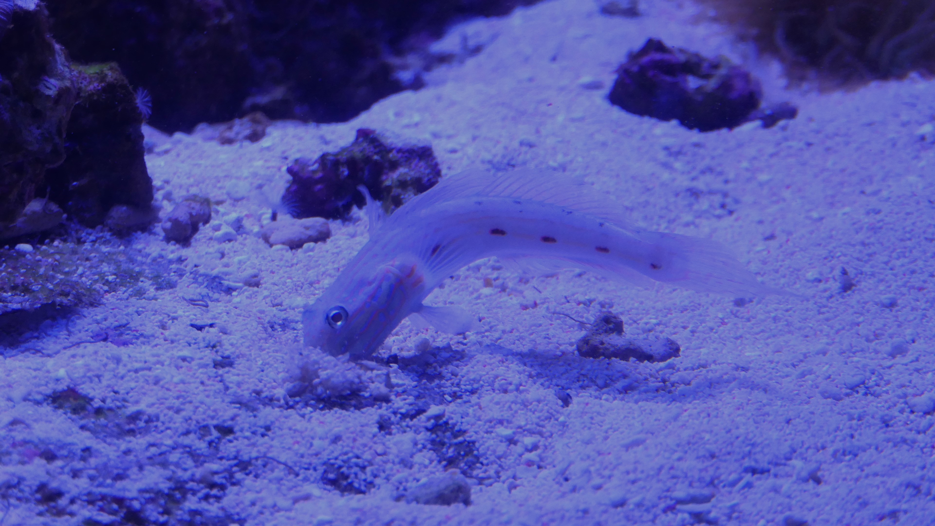 Ocellate Glidergoby (Valenciennea longipinnis)