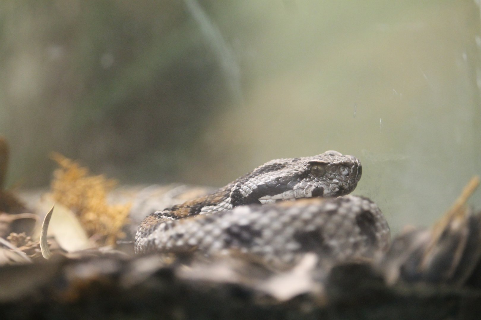 Ocellate Mountain Viper (Montivipera wagneri)