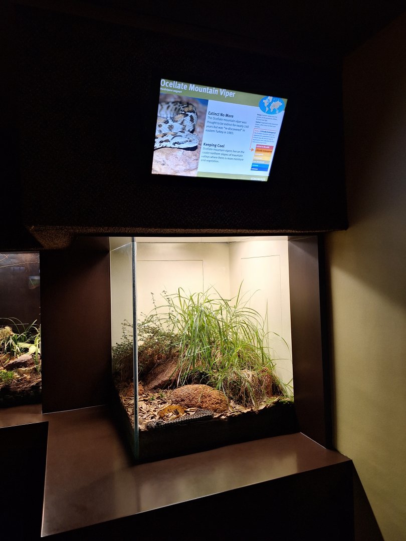 Ocellate Mountain Viper terrarium