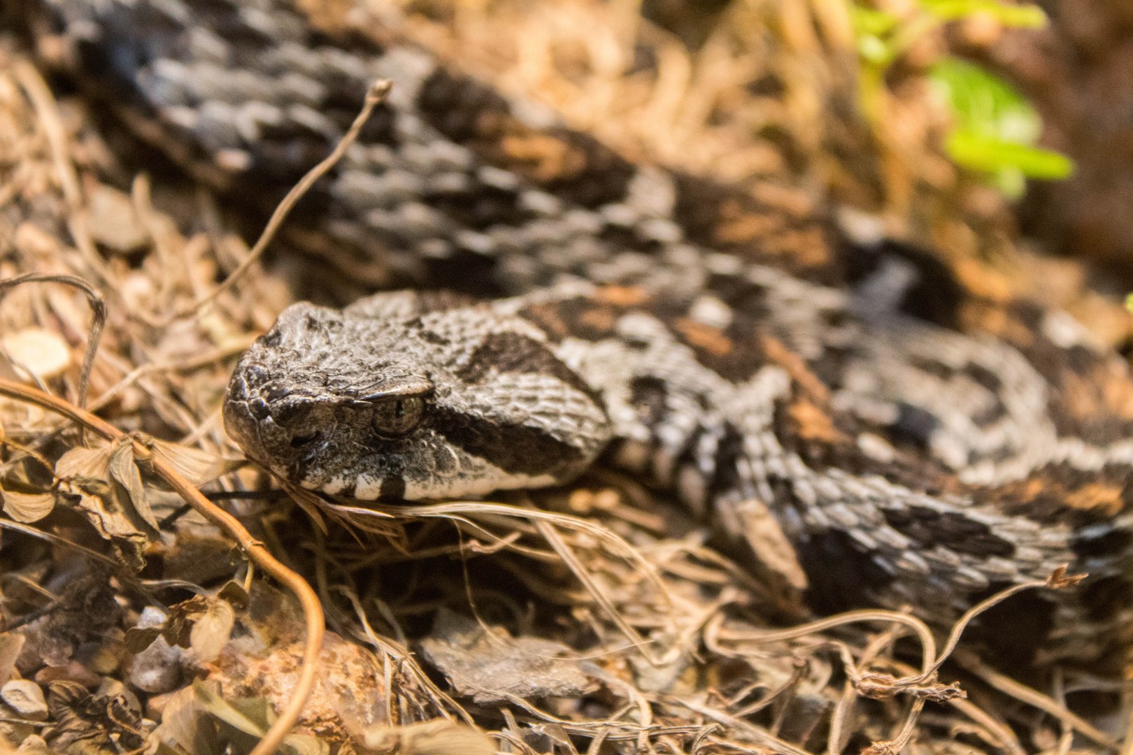 Ocellate mountain viper