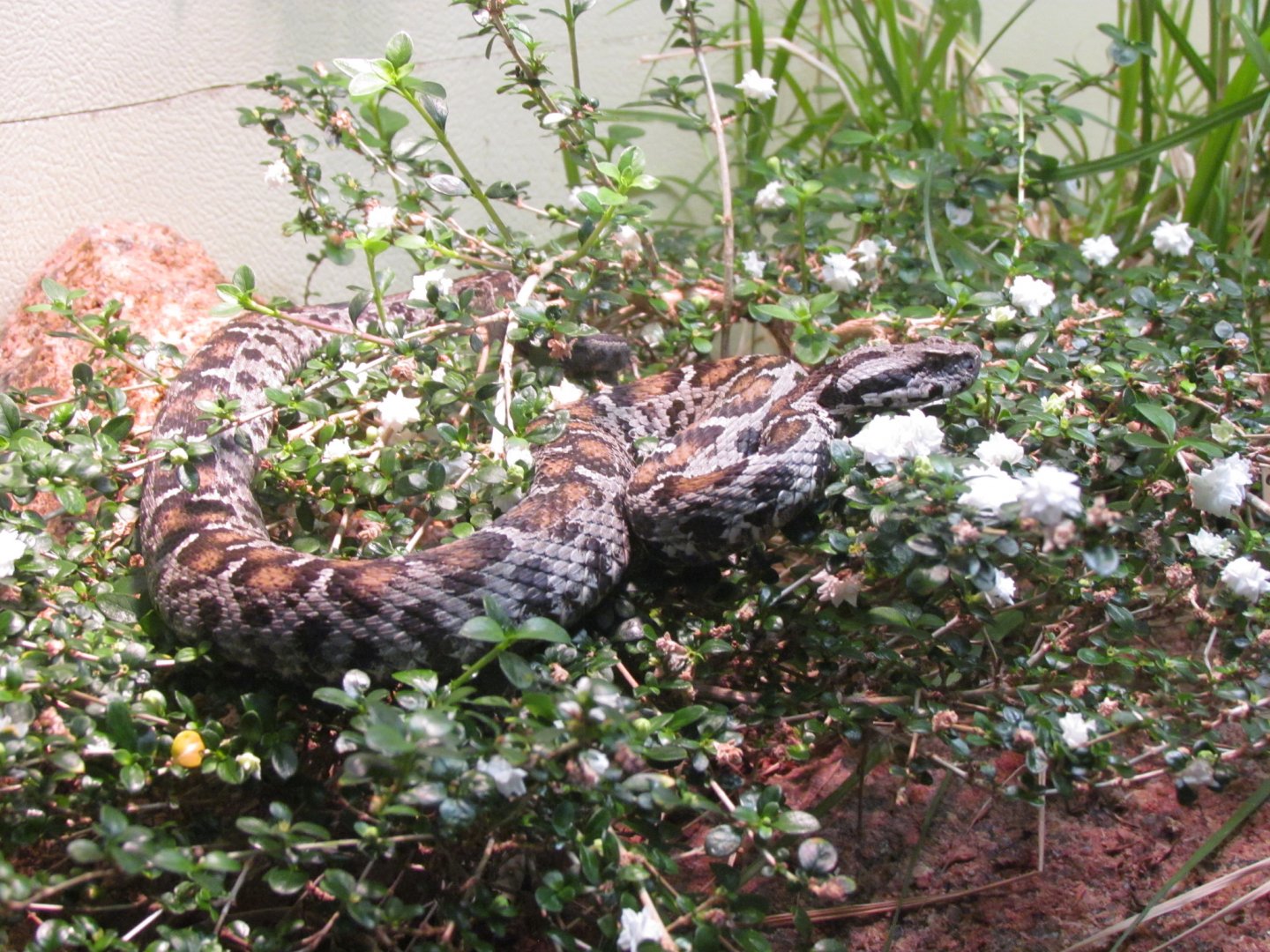 Ocellate Mountain Viper