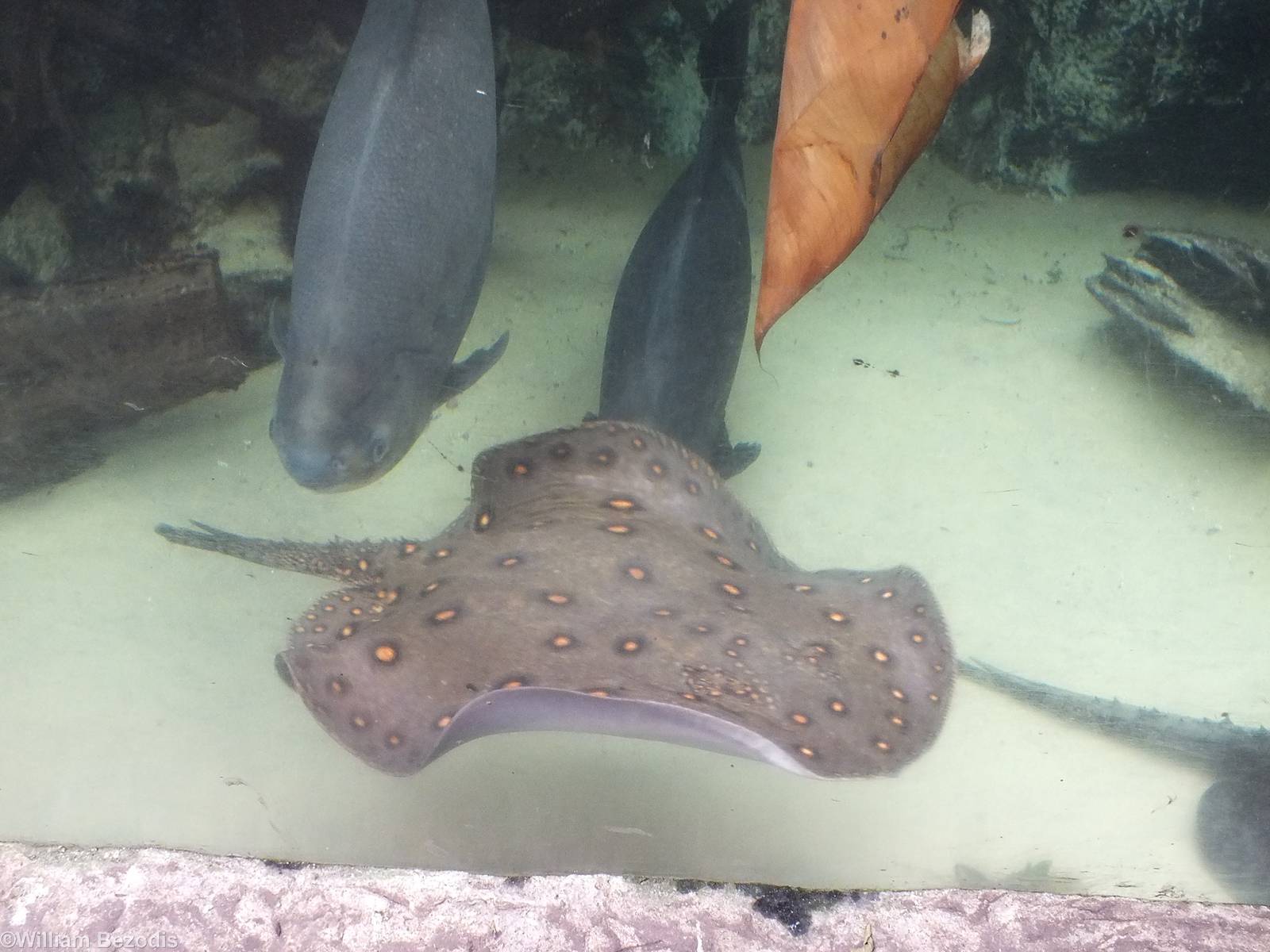 Ocellate River Stingray and Tambaqui