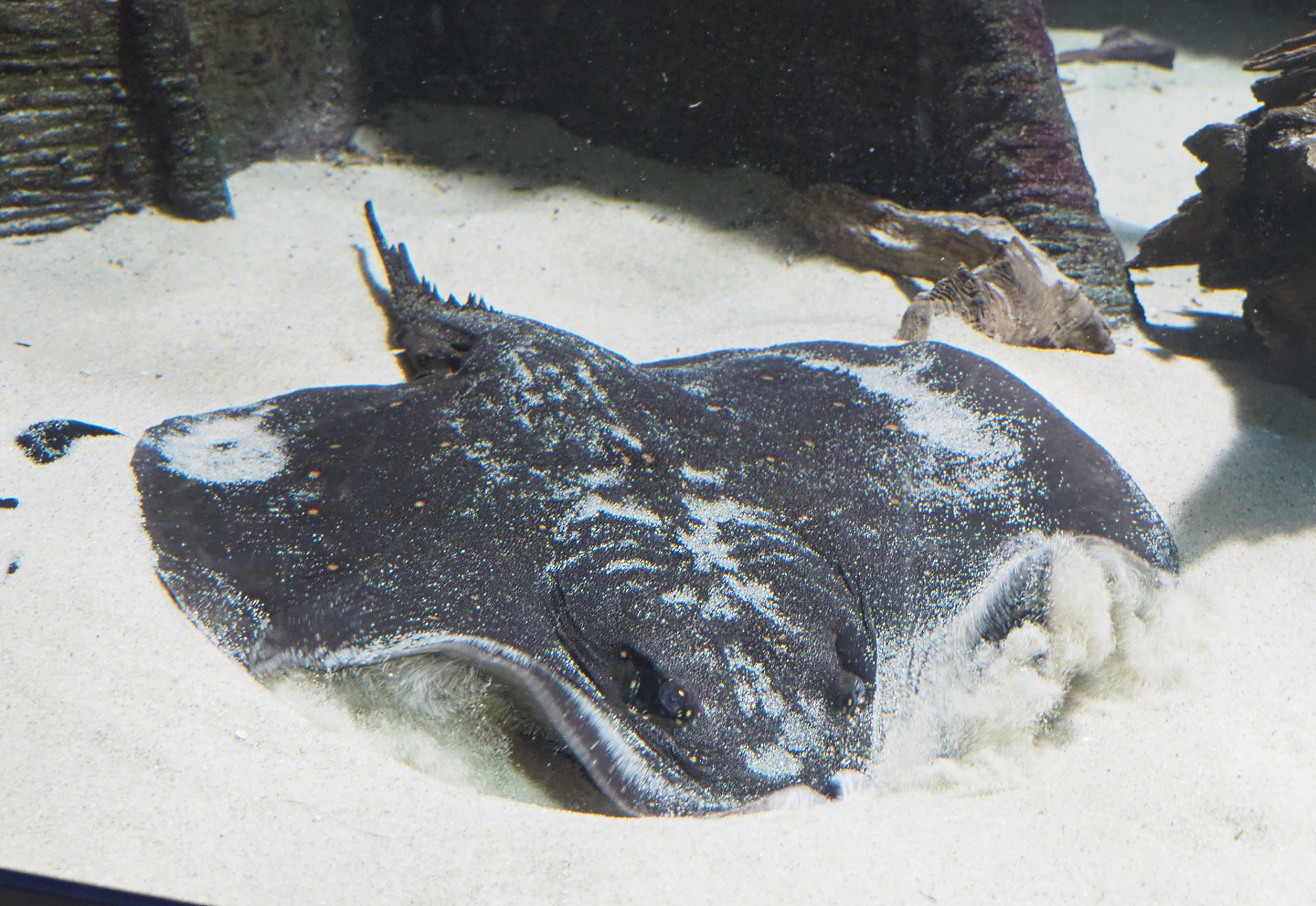 Ocellate river stingray (Potamotrygon motoro), 2022-05-26