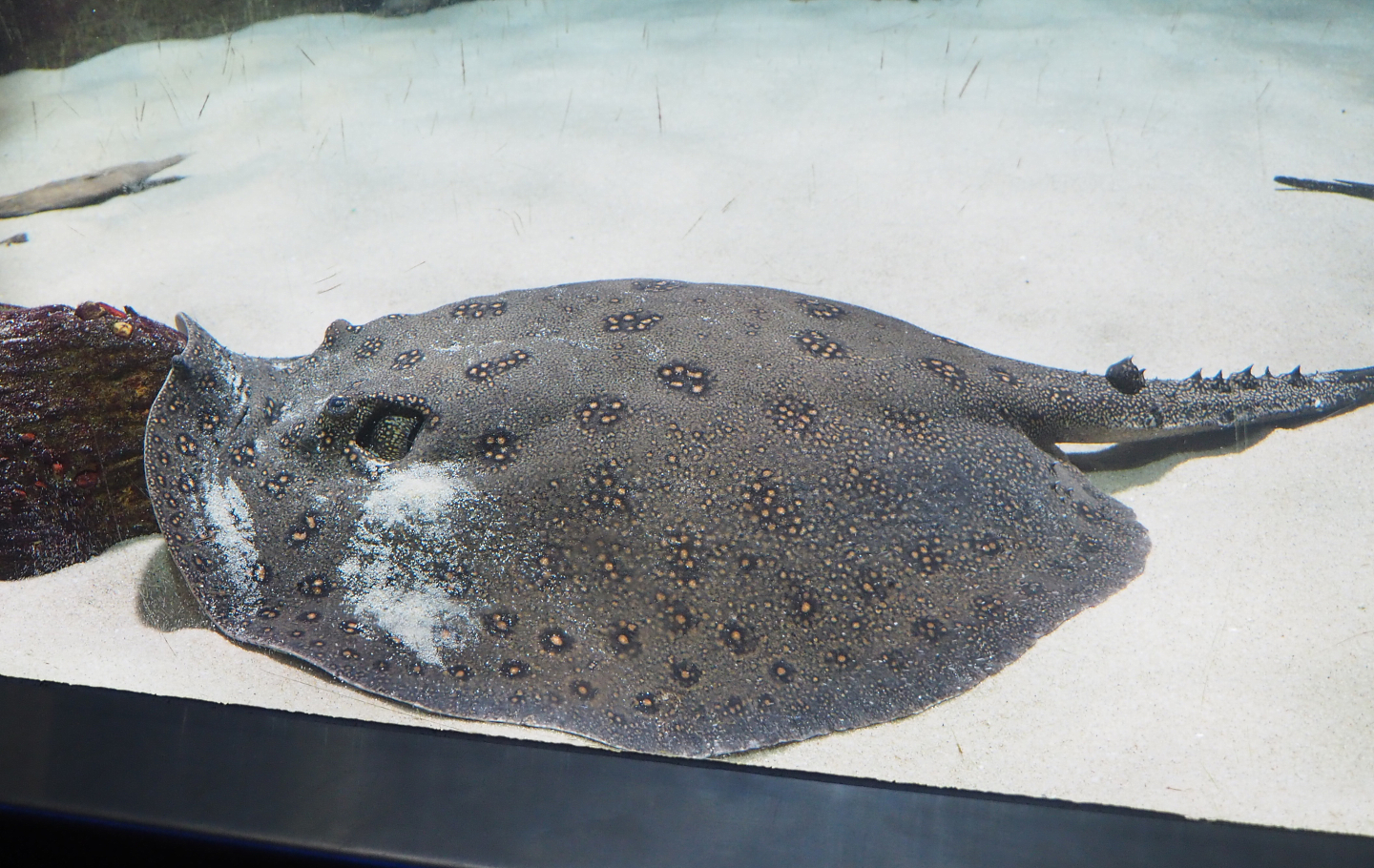 Ocellate river stingray (Potamotrygon motoro), 2022-05-26