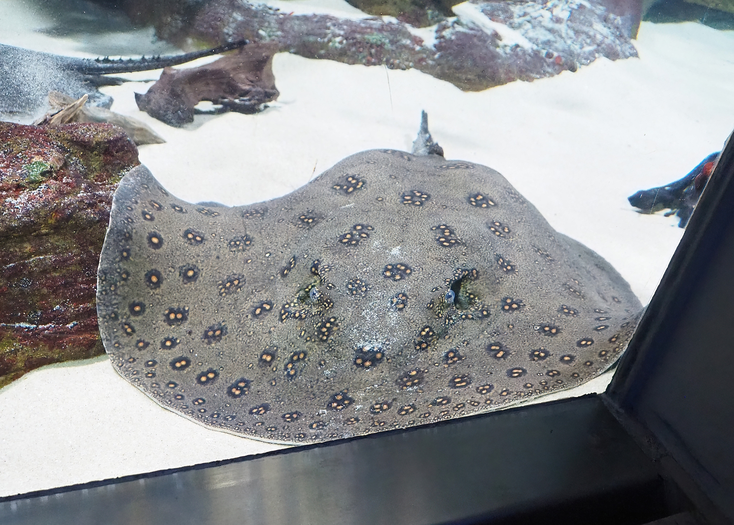 Ocellate river stingray (Potamotrygon motoro), 2022-10-29