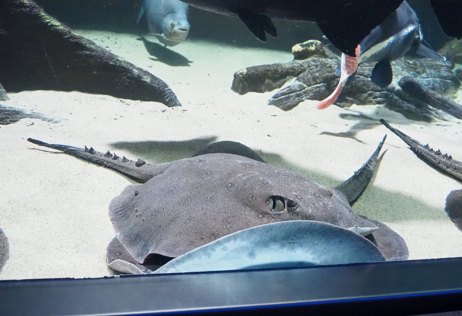 Ocellate river stingray (Potamotrygon motoro), 2023-04-08