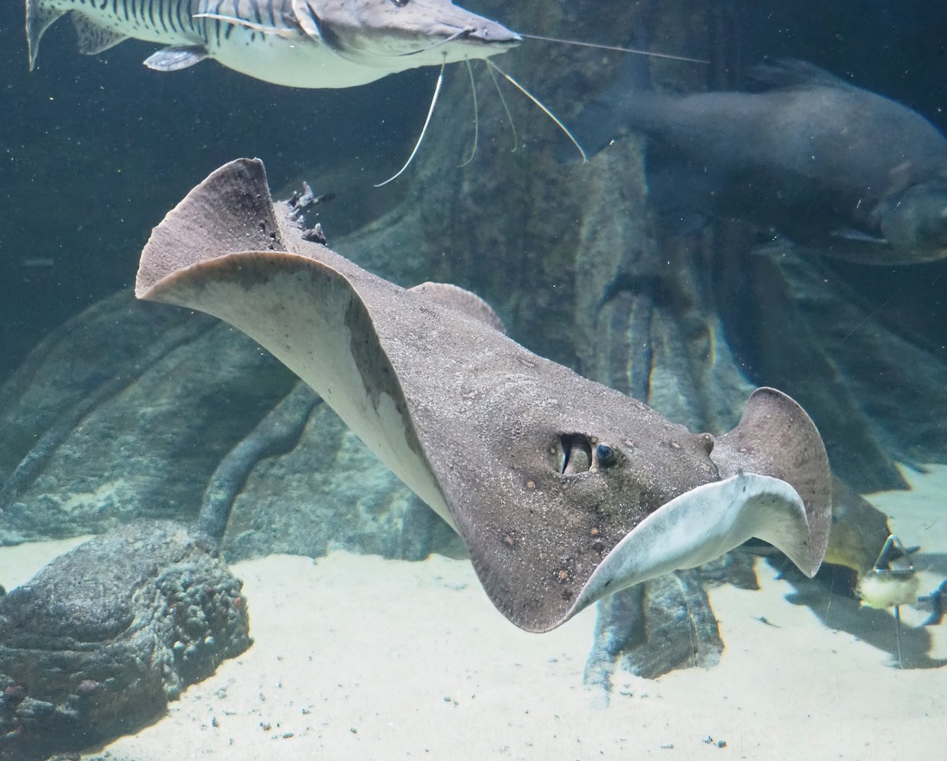 Ocellate river stingray (Potamotrygon motoro), 2023-07-22