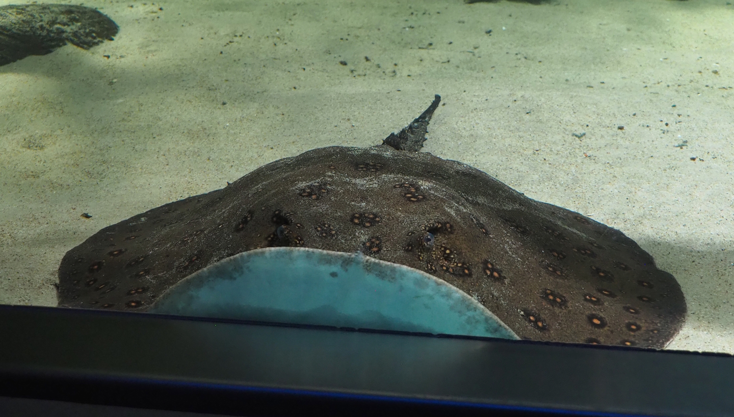 Ocellate river stingray (Potamotrygon motoro), 2024-02-17