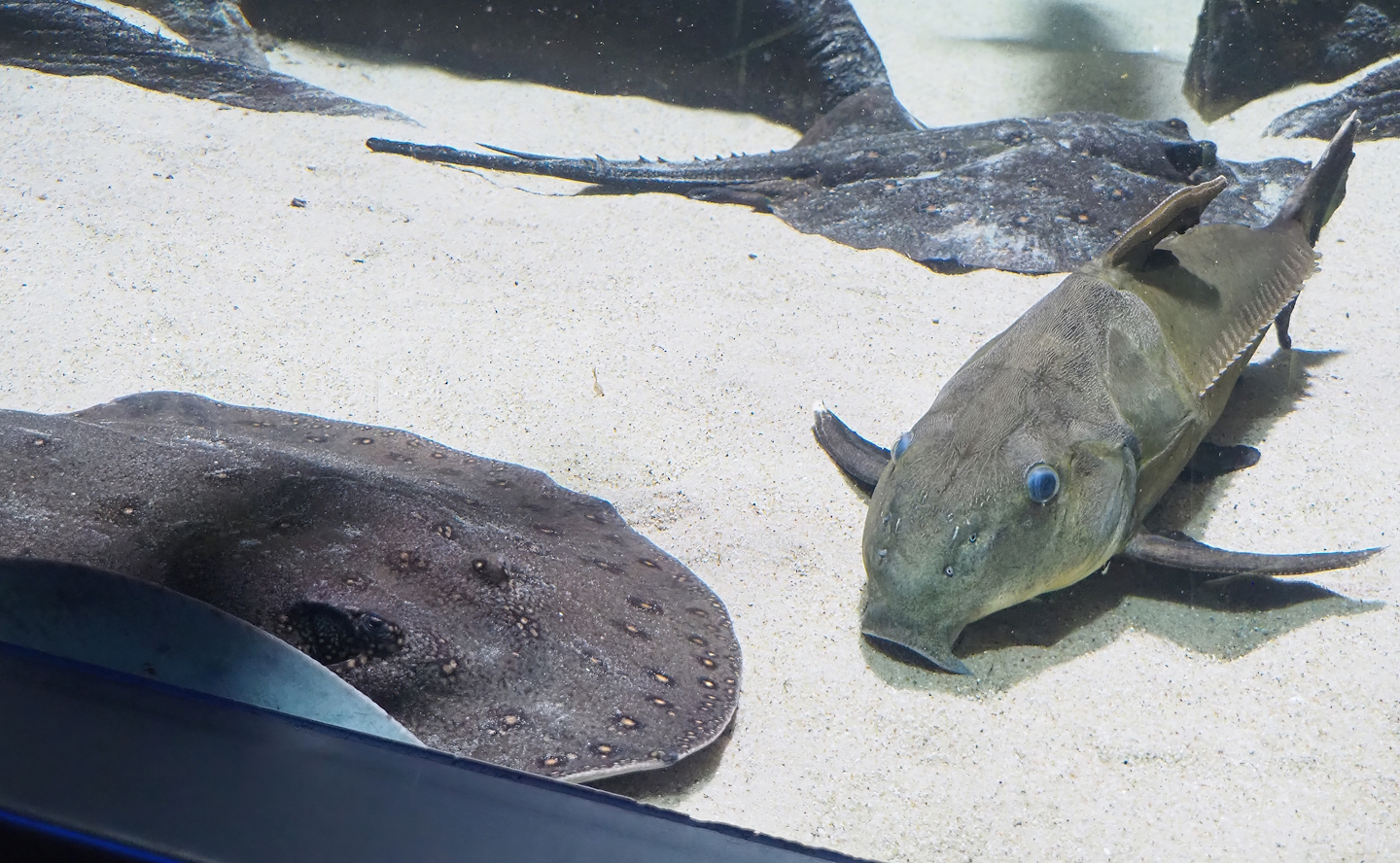 Ocellate river stingray (Potamotrygon motoro) and Ripsaw catfish (Oxydoras niger), 2023-07-02