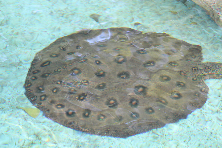 Ocellate river stingray (Potamotrygon motoro) - Batu Ekonomis Park