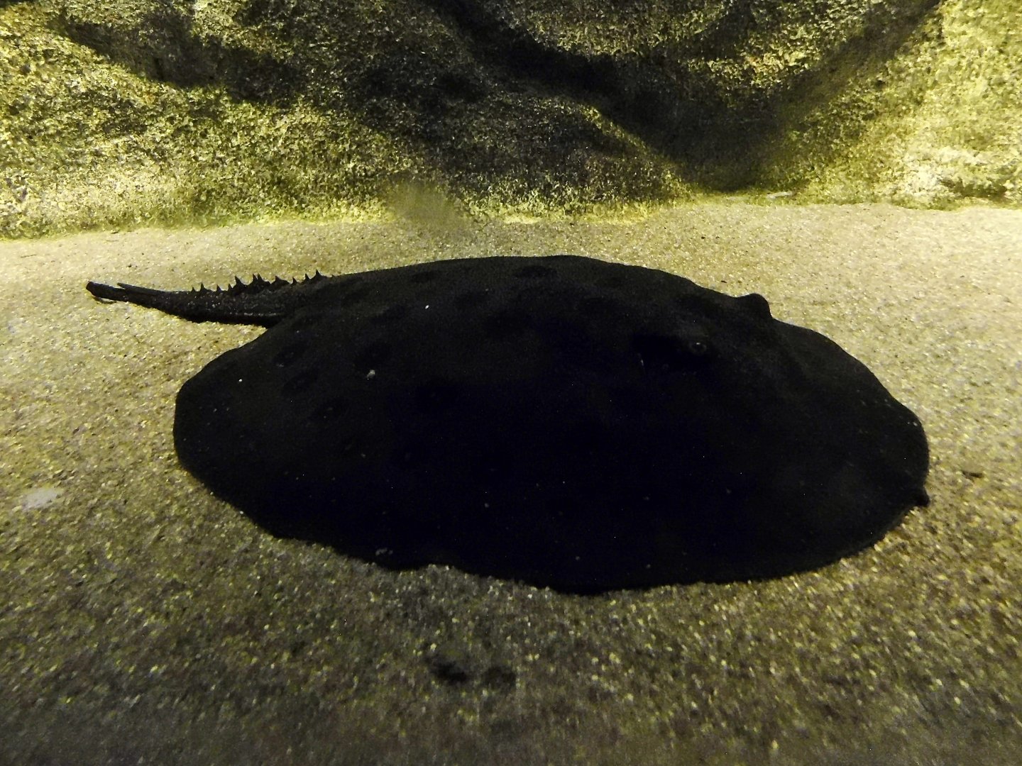 Ocellate River Stingray (Potamotrygon motoro) - Kawasui Kawasaki Aquarium October 21, 2025