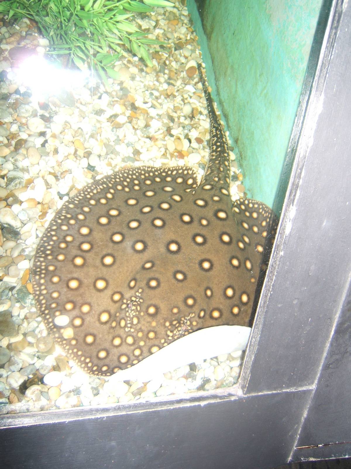 Ocellate River Stingray (Potamotrygon motoro)