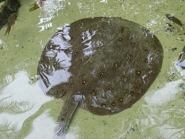 Ocellate river stingray (Potamotrygon motoro)