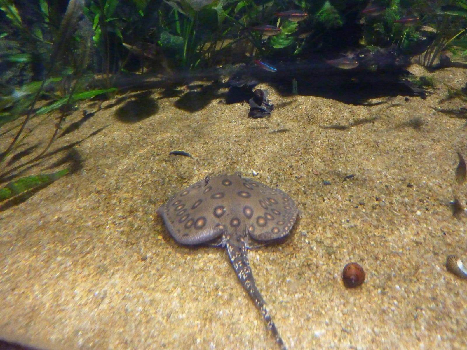 Ocellate river stingray