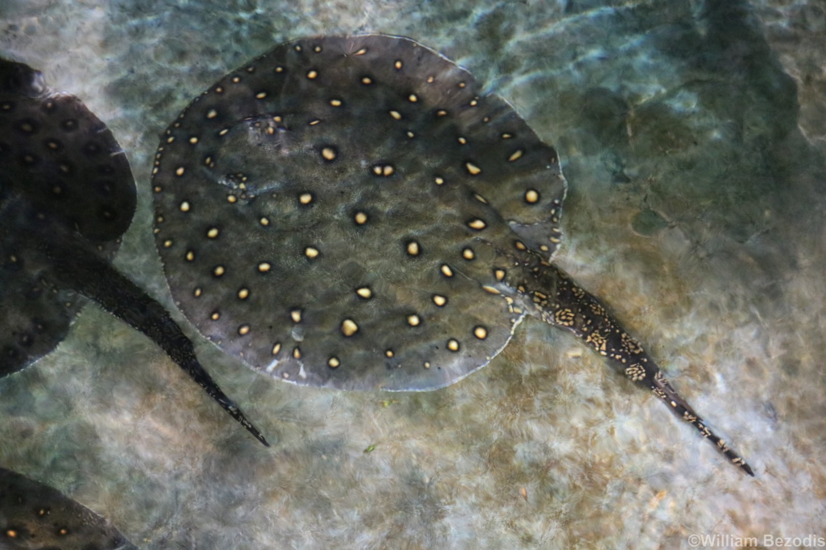 Ocellate River Stingray