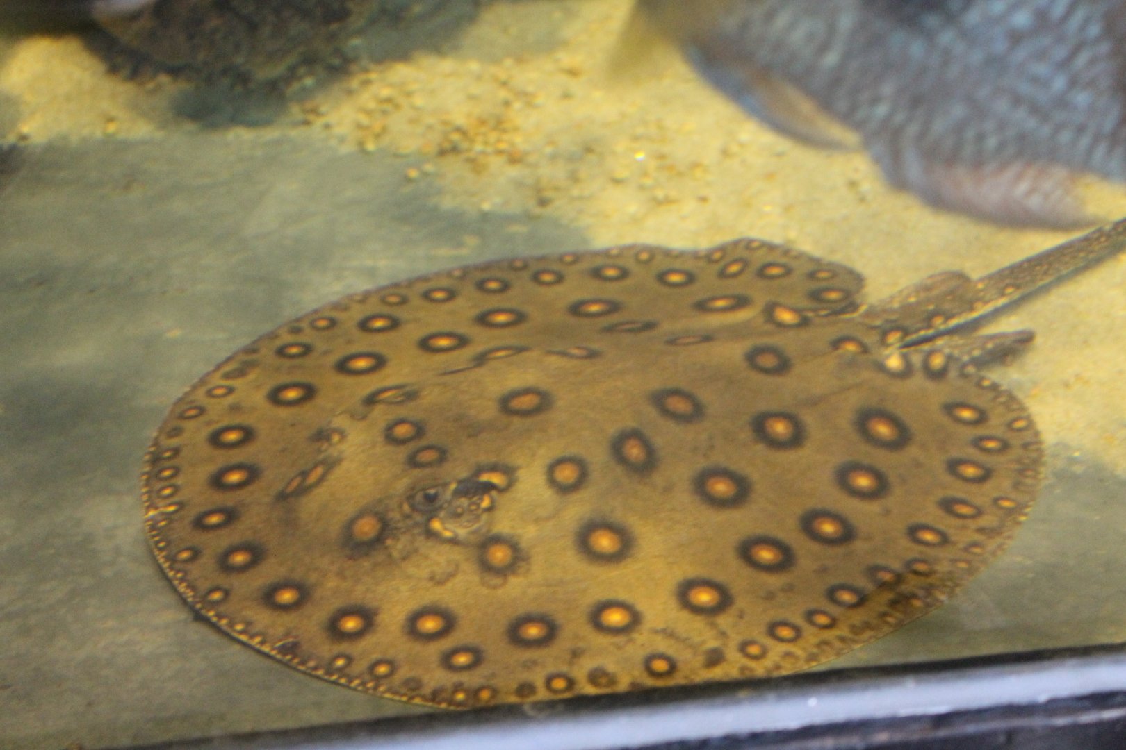 Ocellate river stingray