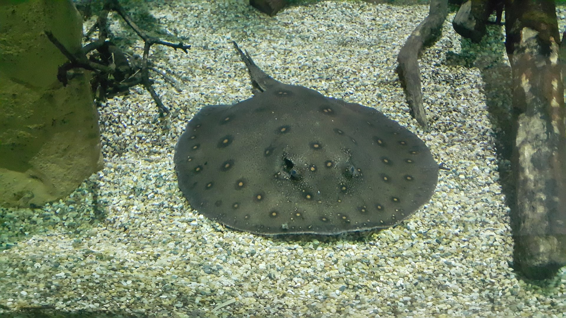 Ocellate River Stingray
