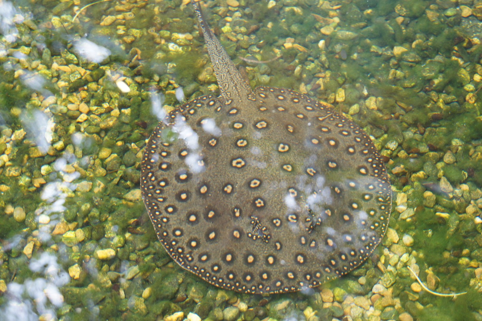 Ocellate River Stingray