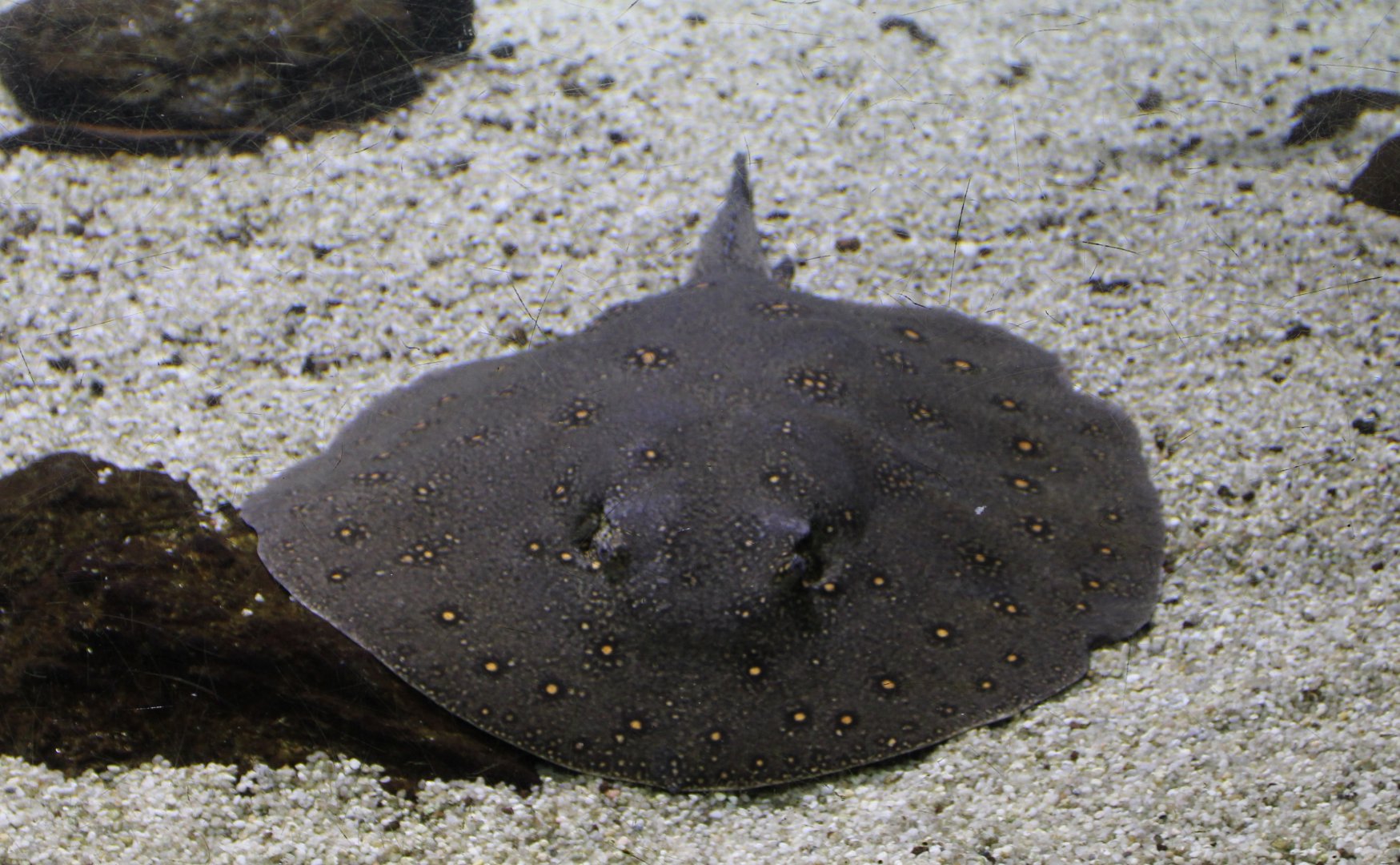 Ocellate river stingray