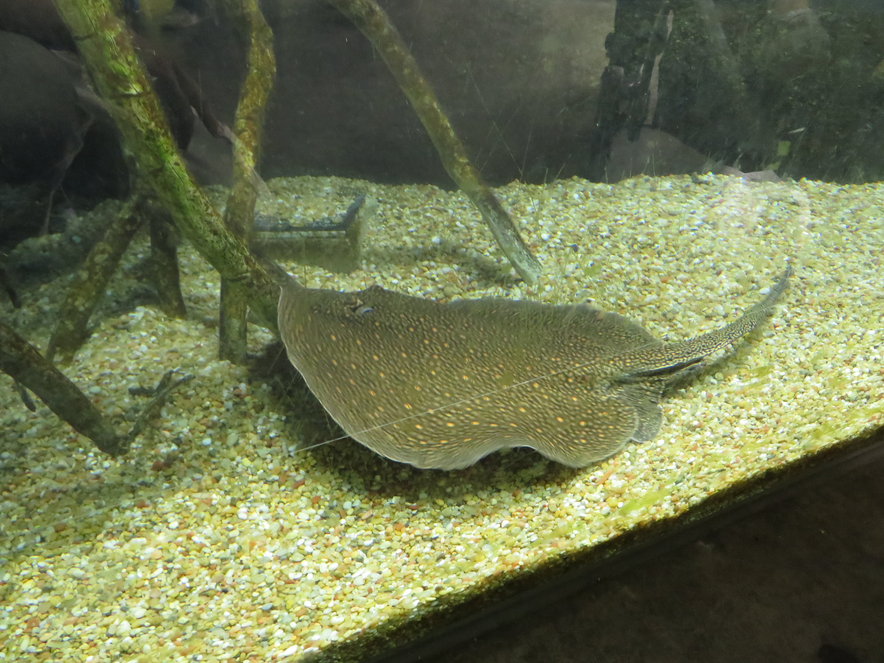 Ocellate River Stingray