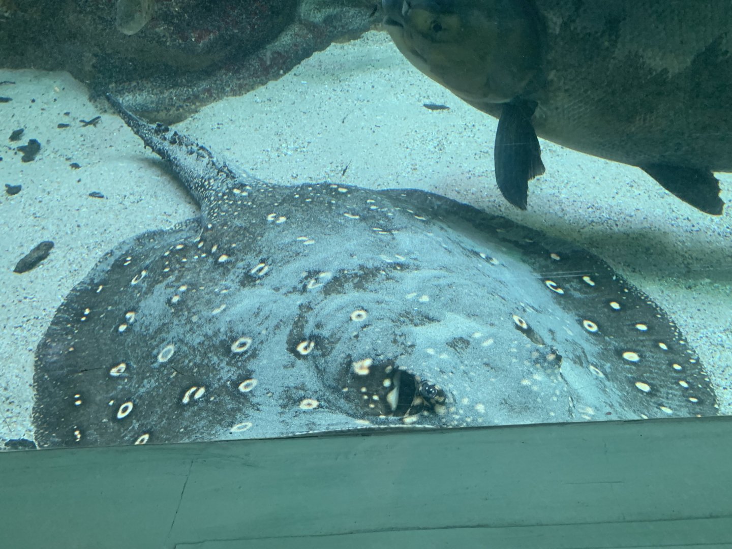 Ocellate river stingray