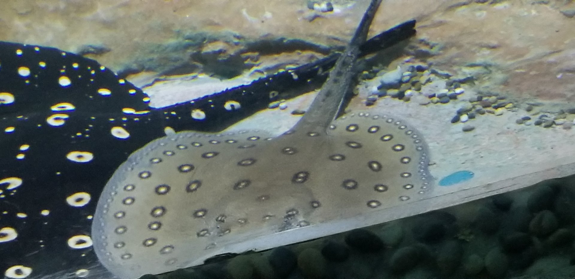 Ocellate River Stingray