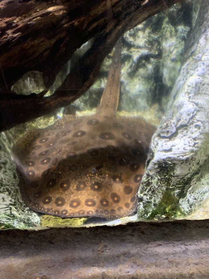Ocellate river stingray