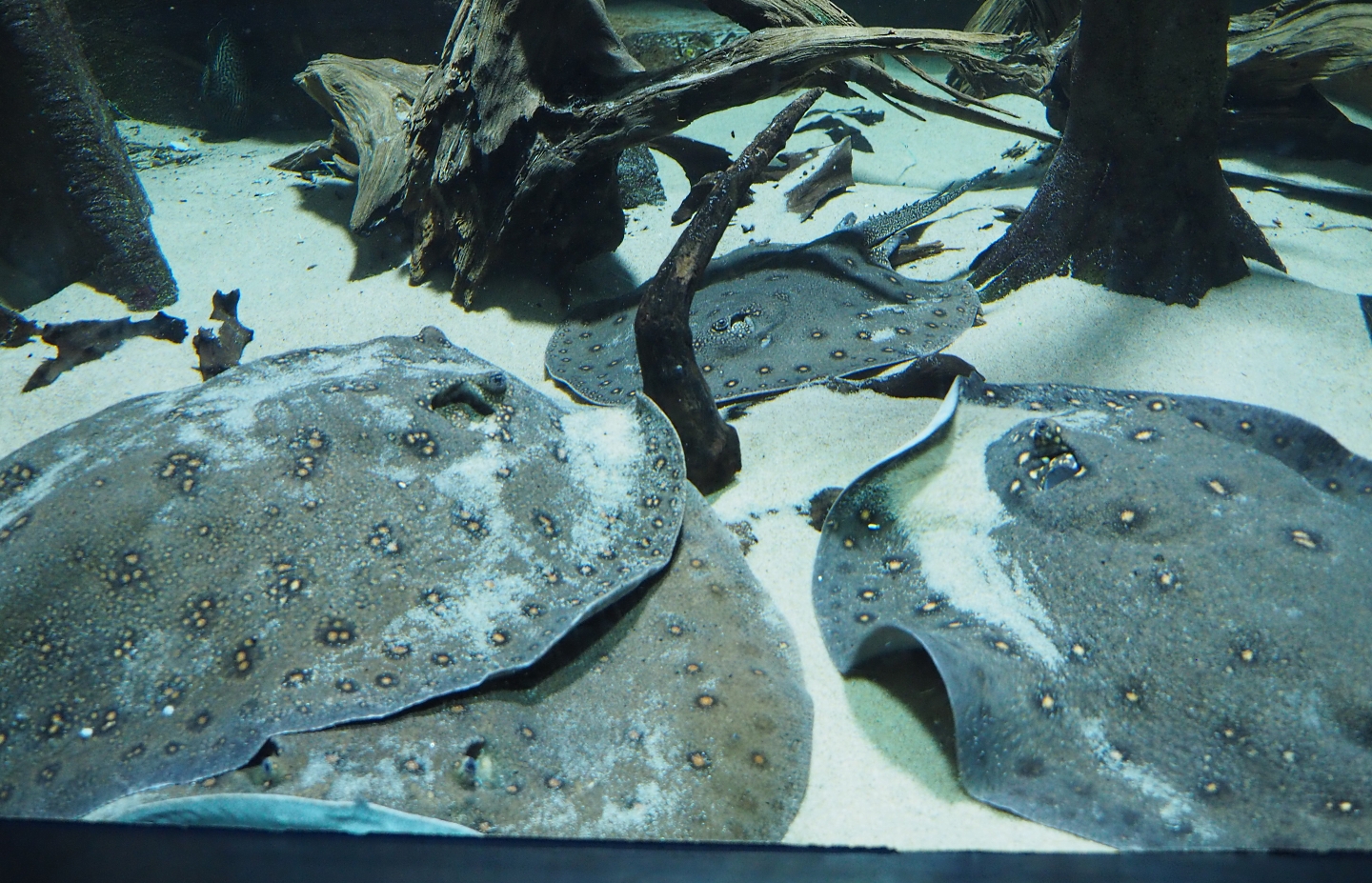 Ocellate river stingrays (Potamotrygon motor), Feb 27th, 2019