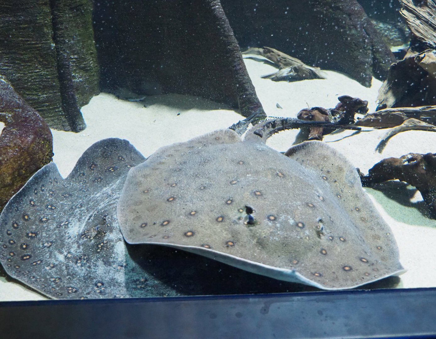 Ocellate river stingrays (Potamotrygon motoro), 2019-04-20