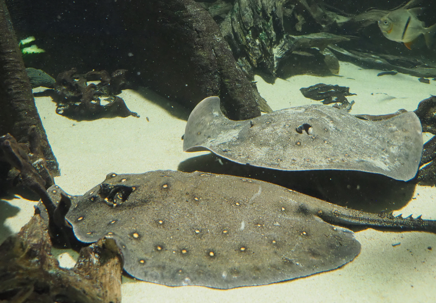 Ocellate river stingrays (Potamotrygon motoro), 2020-06-28
