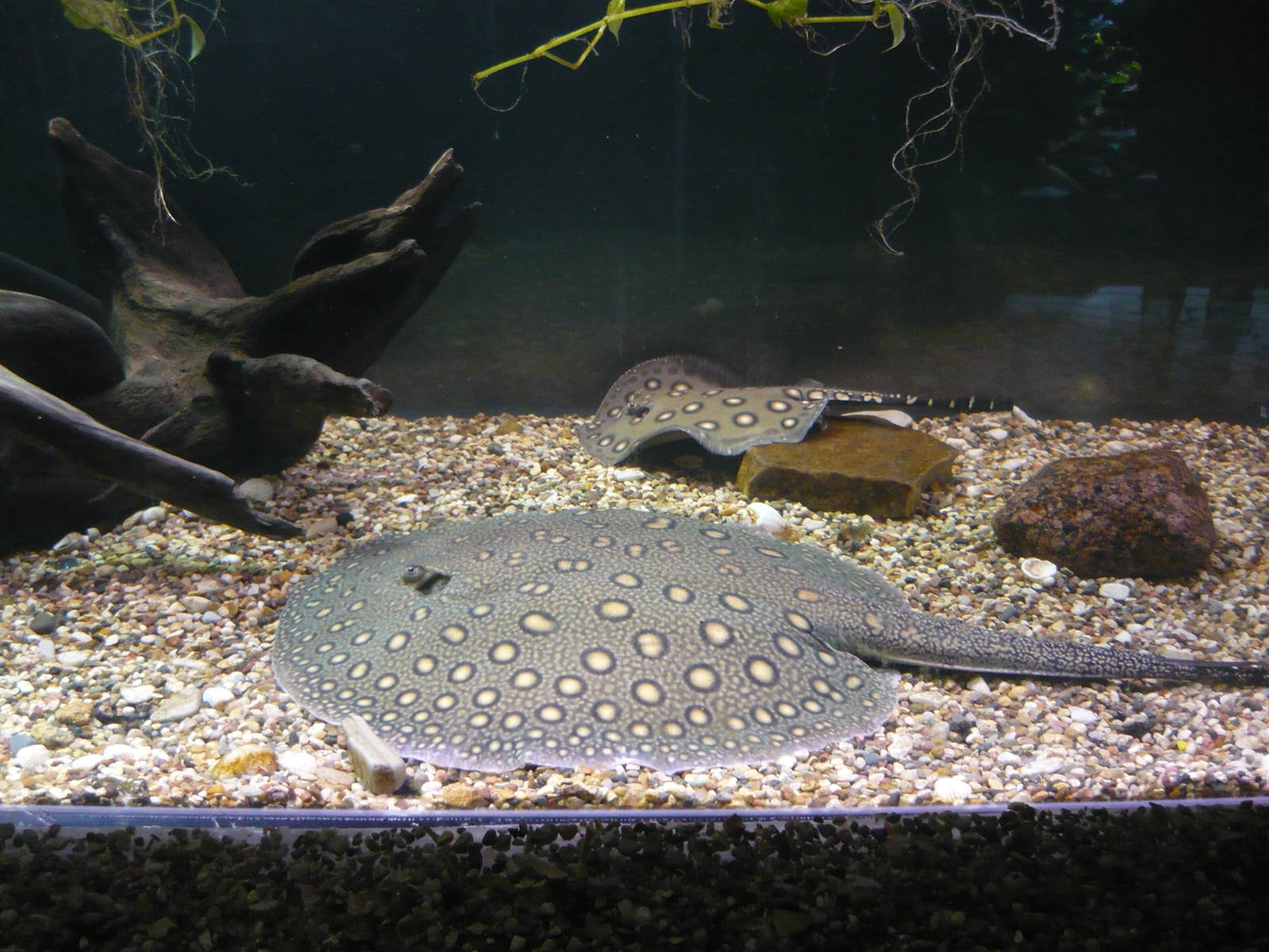 Ocellate river stingrays (Potamotrygon motoro)