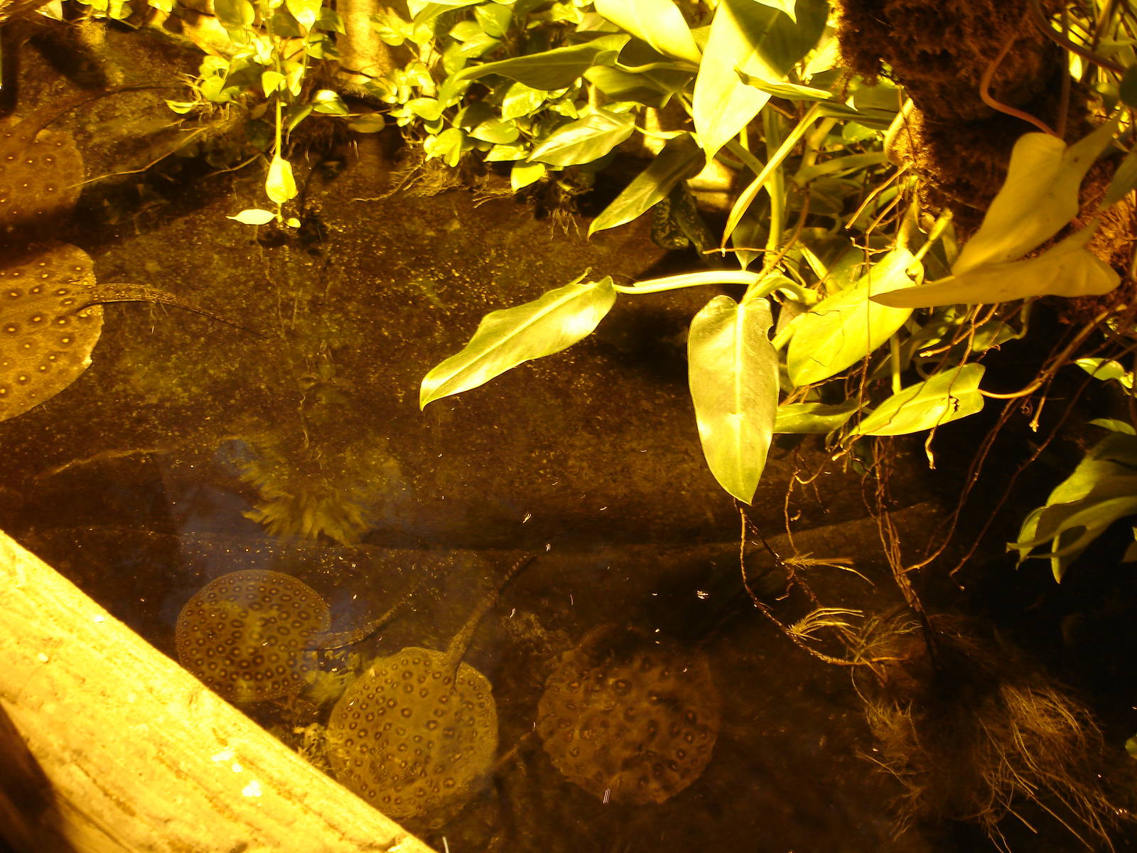 Ocellate river stingrays