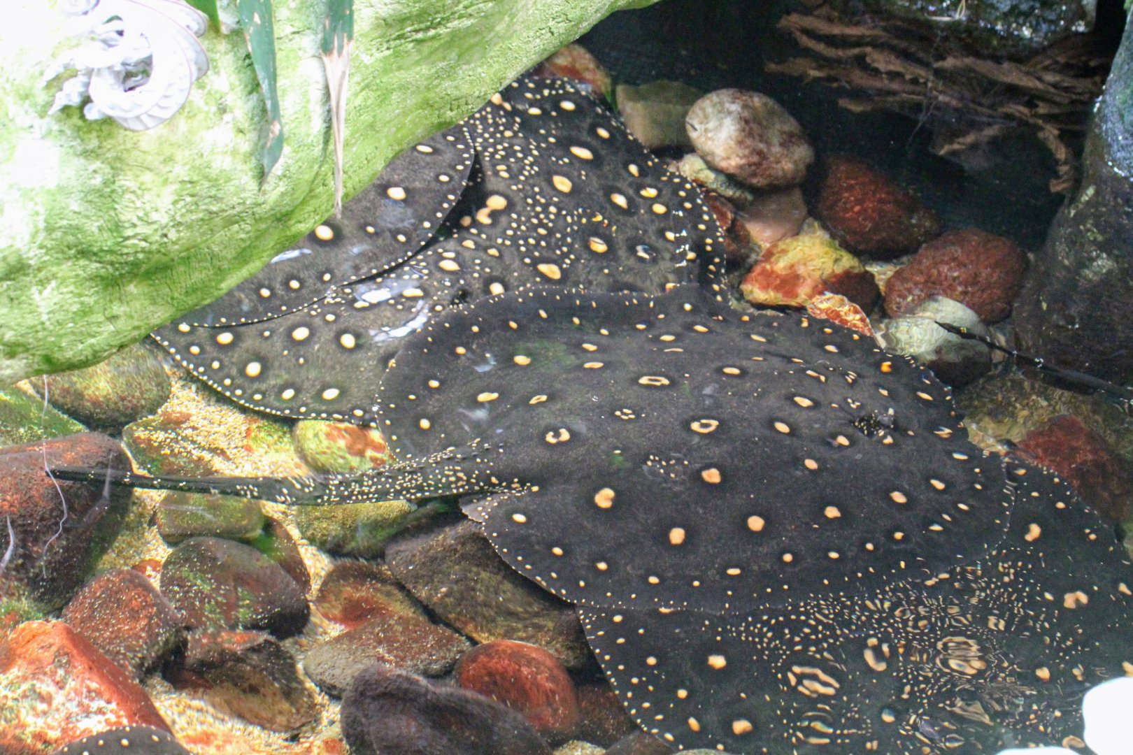Ocellate River Stingrays