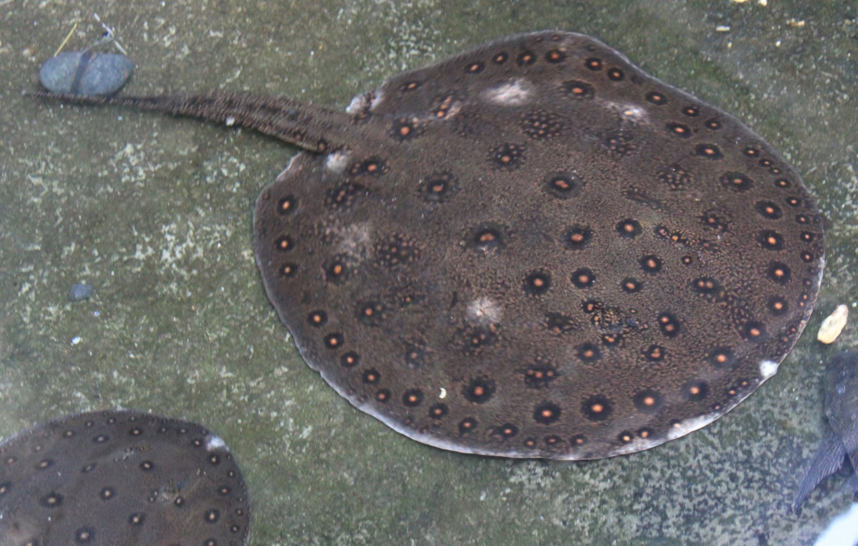 Ocellate river stingrays