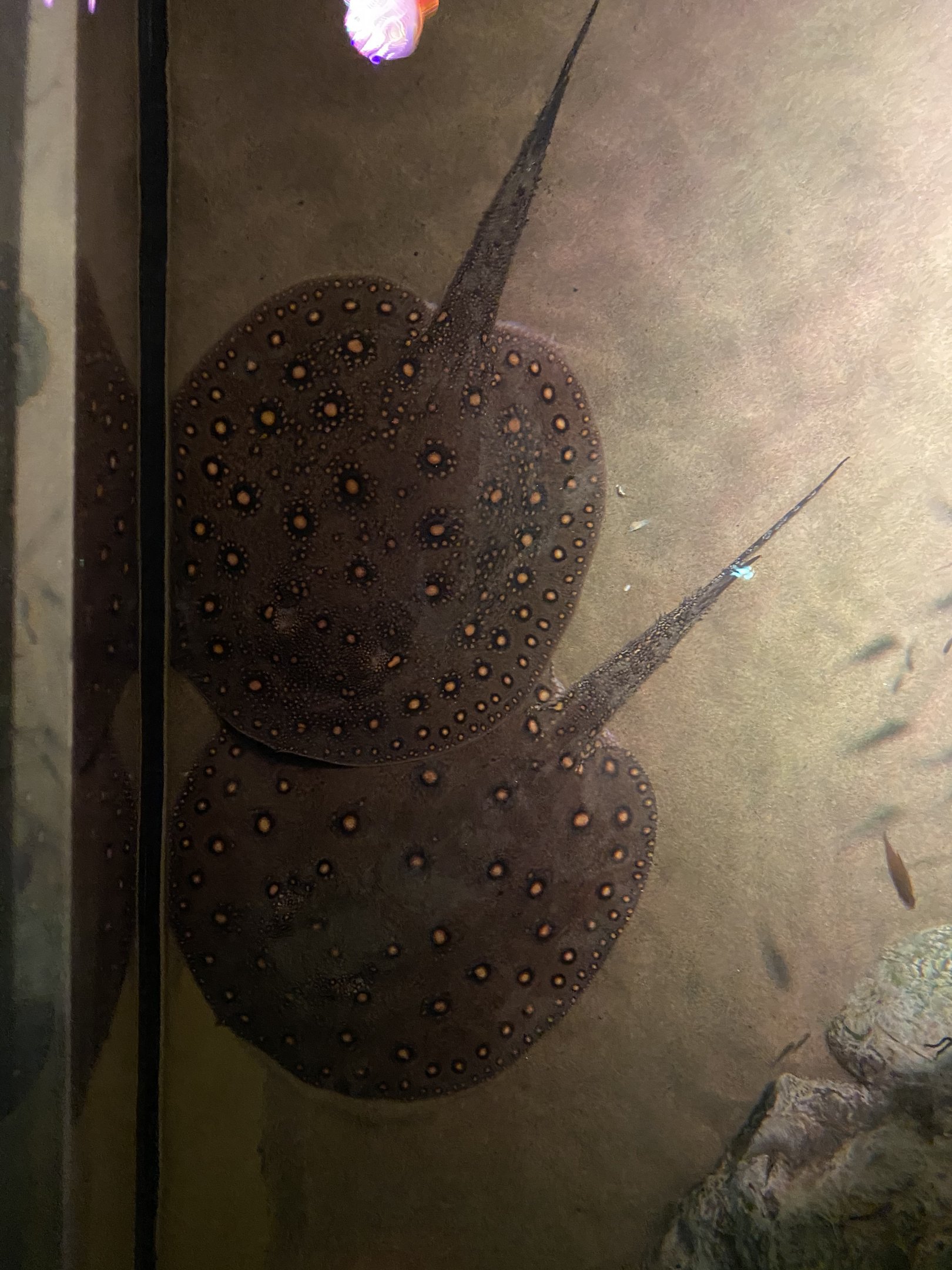Ocellate River Stingrays